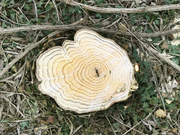 Textura Madera Del Tronco Del Árbol Cortado Primer Plano Detallado —  Fotos de Stock