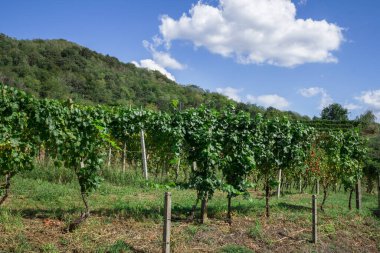 İtalyan şarap ekimi. Kırsal alan. Sanayi ve gelenek.