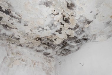 Duvardaki yosun ve küf lekeleri kötü havalandırma ve yüksek nem nedeniyle olmuş. Sağlığa zarar.