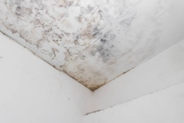 Ev tavanında su ve küf lekesi var. Yoğunlaşma, nem, su sızıntısı, yüksek nem ve solunum sorunları kavramı.