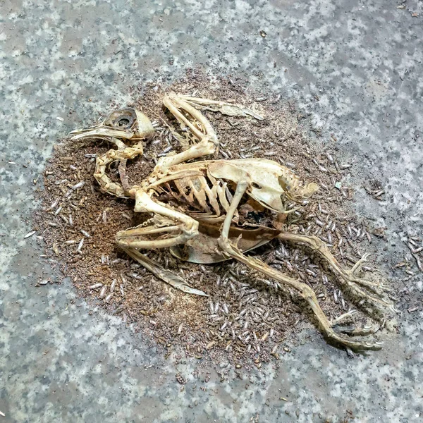 Dead Bird Rotting Carcas Animal Remains Fur Bones Skulls Dead — стоковое фото
