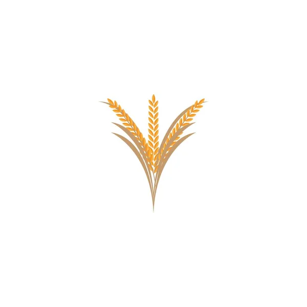 Oreille Riz Paddy Isolée Sur Fond Blanc Illustration Vectorielle Icône — Image vectorielle