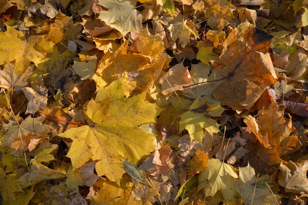 Folhas Bordo Amarelas Caídas Dia Ensolarado Outono Como Fundo — Fotografia de Stock
