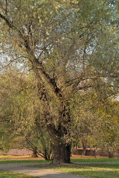 Witte Wilg Salix Alba Zonnige Herfstdag Vorontsov Park Moskou Rusland — Stockfoto