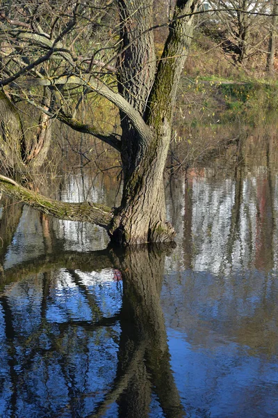 秋天阳光明媚的时候 河里的老柳树 — 图库照片