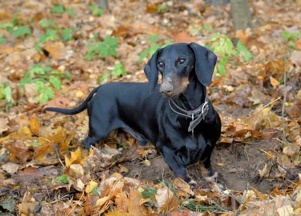 Teckel Noir Bronzé Creuse Trou Dans Forêt Automne — Photo