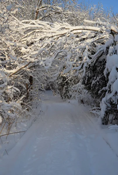 Weg Besneeuwd Bos Heldere Winterdag — Stockfoto