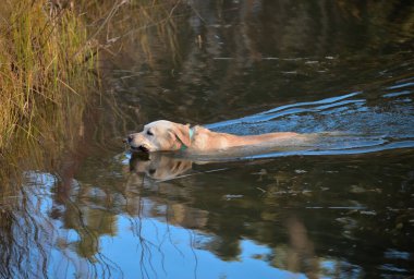 Çubuklu Golden Retriever gölün kıyısına yüzüyor.