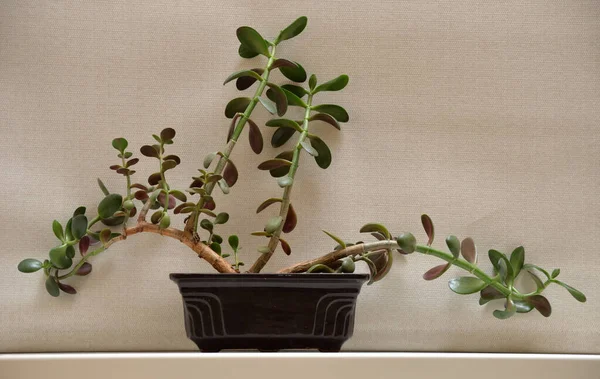 Crassula (para ağacı, dolar ağacı) pencere perdelerinin arka planında