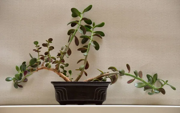 Crassula Money Tree Dollar Tree Windowsill Background Roller Blinds Stock Picture