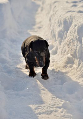 Siyah ve bronz dachshund derin karda yürüyor.
