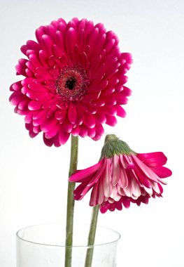 Asteraceae ailesinden Pembe Gerberas beyaz arkaplanda şeffaf vazoda