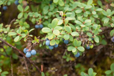Bataklık yaban mersinleri, bataklık yaban mersinleri yazın ormandaki çalıların üzerinde uliginosum