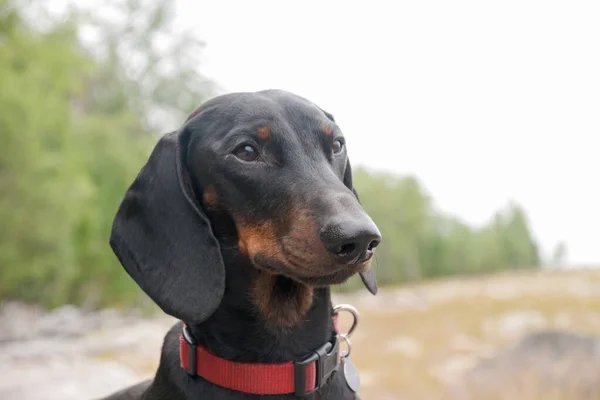 Portrait Young Black Tan Dachshund Lake Forest — Stock Photo, Image