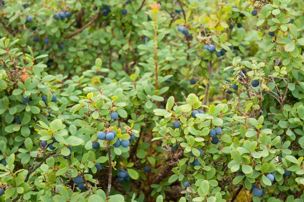 Bog Bilberries Bog Blueberries Vaccinium Uliginosum Bushes Forest Summer Royalty Free Stock Images