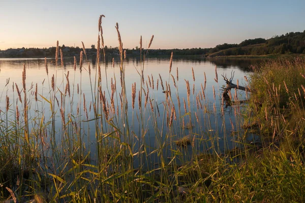 Grass Shore Lake Sunset Summer Karelia Russia — Stock Photo, Image
