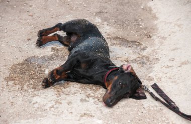 Siyah ve kahverengi dachshund köpeciği yaz sıcağında kumlu yolda yatar.