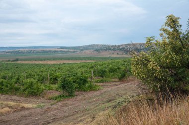 Yazın Kırım 'daki üzüm bağlarının manzarası