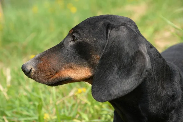 Ritratto Bassotto Nero Abbronzato Sul Campo Primavera — Foto Stock