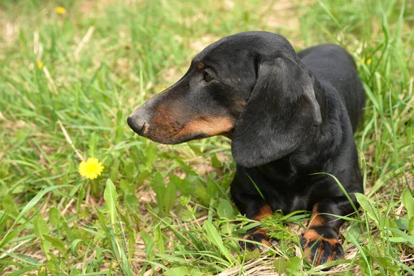 Retrato Dachshund Negro Bronceado Campo Primavera — Foto de Stock