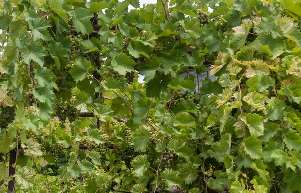 Uvas Isabella Maduras Sobre Ramas Vid —  Fotos de Stock