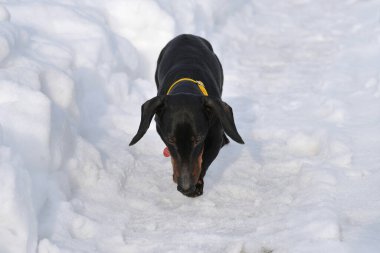 Siyah ve bronz dachshund Sarı fiyonk ve kar üzerinde
