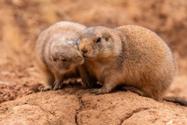 Bir çift Prairie Köpeği (Cynomys) biopark 'ta karşılıklı sevgi dolu efüzyonlar ve flört sırasında öpüşüyor gibi görünüyorlar..