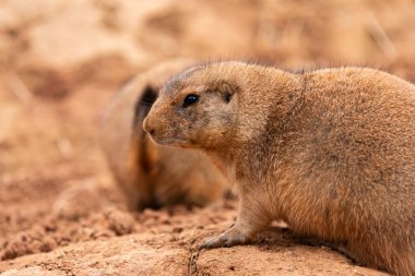 Bir biopark içindeki iki Prairie Dogs (Cynomys) örneğinin profil ve arka görüntüsü.
