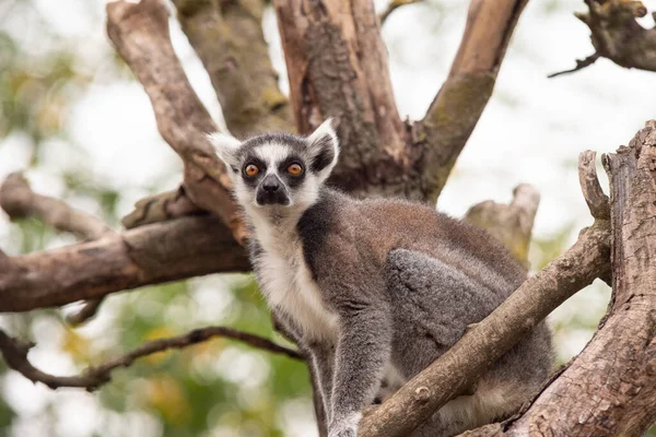 Anillo Cola Lemur Entre Las Ramas Árbol Parque Bio — Foto de Stock