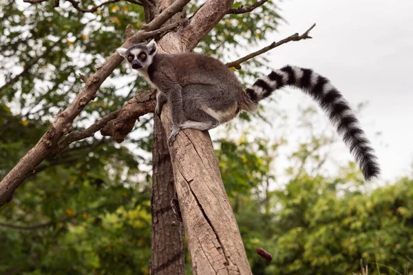 Anillo Cola Lémur Entre Las Ramas Árbol Parque Biológico Mientras — Foto de Stock