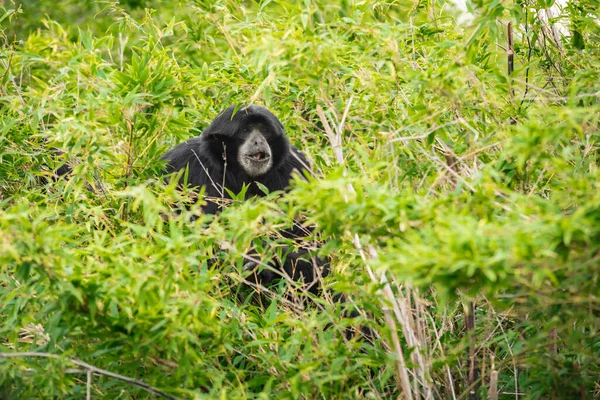 Образец Siamang Symphalangus Syndactylus Среди Зеленых Ветвей Деревьев Биопарка Является — стоковое фото