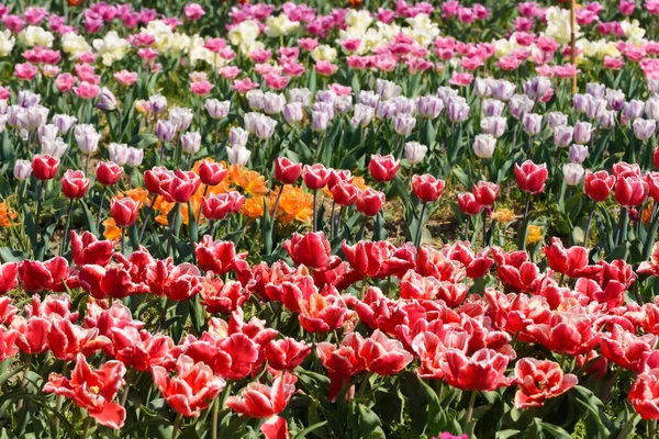 Vue Sur Champ Culture Différentes Variétés Tulipes Fleurs Début Printemps — Photo