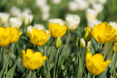 Sarı lalelerin manzarası bazıları çiçek açar bazıları çiçek açar arka planda bulanık beyaz lalelerle..