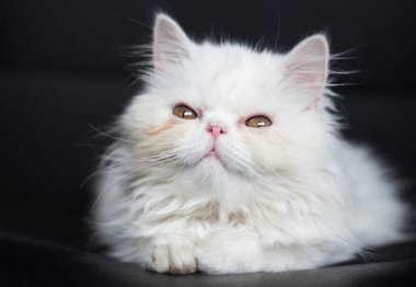 Siyah arka planda poz veren beyaz bir Pers kedisi.