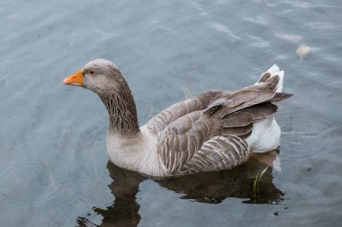 Ördeğin göldeki hayatı