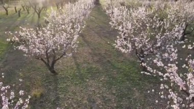 Gün batımında açan badem ağaçları