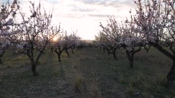 Мигдальні Дерева Цвітуть Під Час Заходу Сонця — стокове відео