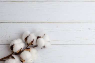 Beyaz ahşap zeminde pamuk dalı. Yakın çekim. Yatay resim 