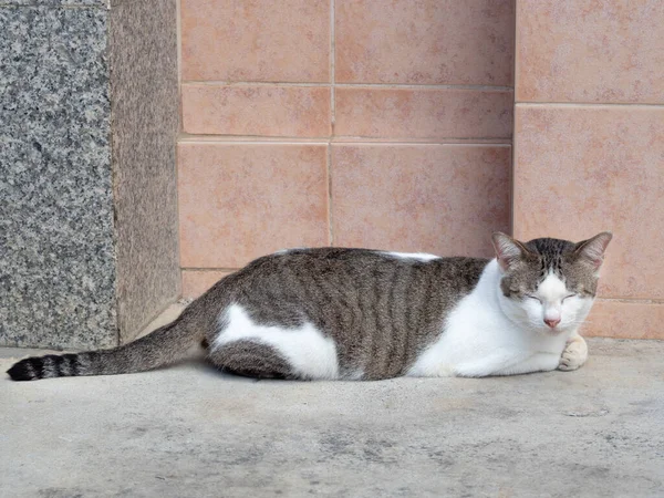 Gato Rayas Duerme Durante Día Lindo Gatito Tabby Acostado Suelo —  Fotos de Stock