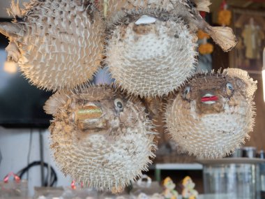 Dried puffer fish figurines are hung in fishermen's restaurants as a trading mascot. clipart