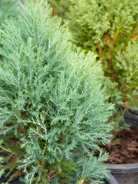 Cypress Branch Sprigs Cypress Christmas Evergreen Tree Selective Focus — Stock Photo, Image