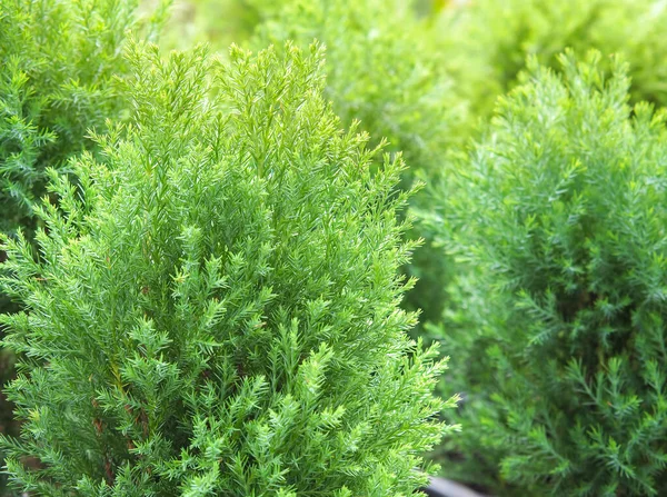 Cypress Branch Sprigs Cypress Christmas Evergreen Tree Selective Focus — Stock Photo, Image