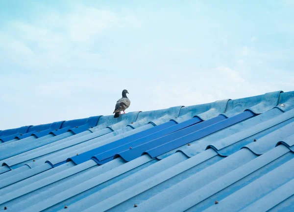 Duivenvogel Staat Blauw Betegeld Dak Dat Contrasteert Met Lucht — Stockfoto