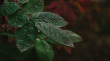 Sonbahar ormanında solmuş bitkiler.