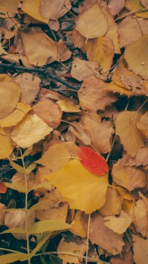 Sonbahar ormanında solmuş bitkiler.
