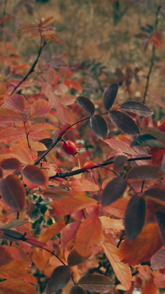 Withering Plants Autumn Forest — Stock Photo, Image