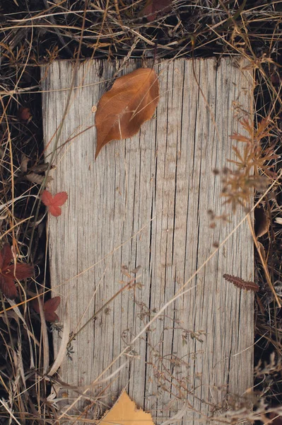 秋林枯萎的植物 — 图库照片