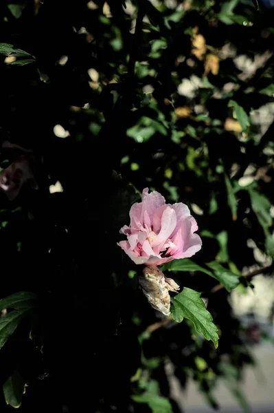 Rosa Hibiskus Blomma Blom Sett Nära Håll — Stockfoto