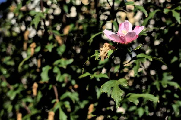 粉红芙蓉花朵盛开 近距离可见 — 图库照片