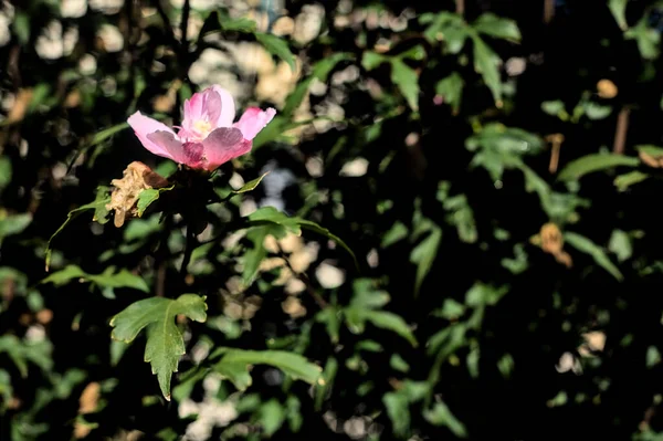 Rózsaszín Hibiszkusz Virág Virágzik Közelről — Stock Fotó
